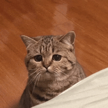 a close up of a cat looking at the camera