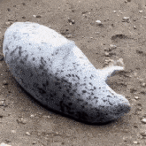 Seals Stim GIF - Seals Seal Stim GIFs