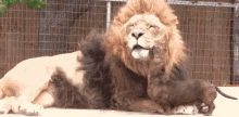 Lionanimalpets Lion GIF