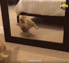 Dog Cute GIF - Dog Cute Mirror GIFs