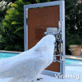 Unlocking The Door Parrot GIF - Unlocking The Door Parrot Viralhog GIFs