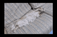 Touch Me Cute GIF - Touch Me Cute Doge GIFs