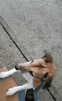 Pets Excited GIF - Pets Excited Yes GIFs