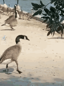 Goose Griddy GIF - Goose Griddy Goofy Ahh GIFs