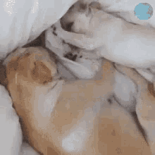 Are You Awake Wake Up GIF - Are You Awake Wake Up Dogs GIFs