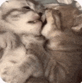 two kittens are kissing each other while laying on a bed .