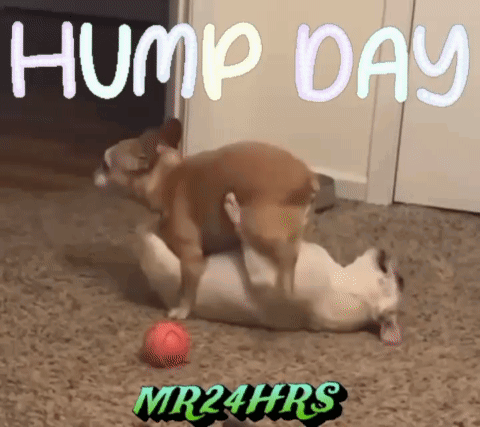 hump day dirty