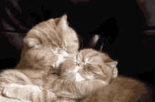 Kisses Cat GIF - Kisses Cat Lick GIFs