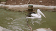 Wading In The Water National Geographic GIF - Wading In The Water National Geographic Secrets Of The Zoo Down GIFs