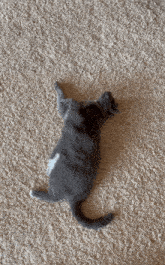 a gray cat is laying on its back on a tan carpet