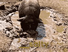 Salty Roblox GIF - Salty Roblox Schneeland GIFs