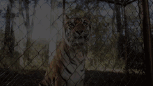 The Tiger Rising I Need You To Come Out Here And Feed Him For Me GIF - The Tiger Rising Tiger Rising I Need You To Come Out Here And Feed Him For Me GIFs