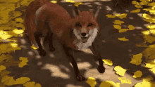 meme fox