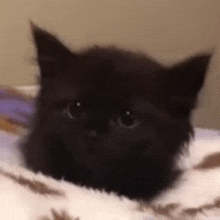 Black Black Cat GIF - Black Black Cat Cat GIFs
