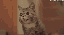 Cat Kitty GIF - Cat Kitty Yawning GIFs