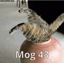 Mog Cat GIF