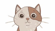 cansado gato