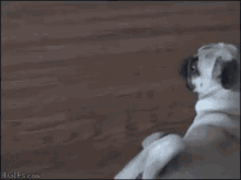 Dramatic Dog GIF - Reaction Head Turn GIFs