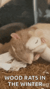 Sleeping Rat Viralhog GIF - Sleeping Rat Viralhog Cuddles GIFs