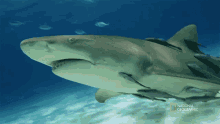 Searching When Sharks Attack GIF - Searching When Sharks Attack Nat Geo GIFs