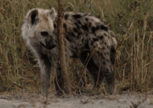 Hyena Coming Your Way! GIF - Savage Kingdom Savage Kingdom Gi Fs Hyenas GIFs
