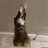 Electrician Cat Fixing GIF