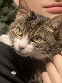 a person is holding a cat in their arms and looking at the camera .