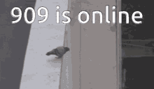 909 is online pigeon
