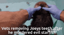 Joey Murder Otter GIF - Joey Murder Otter GIFs