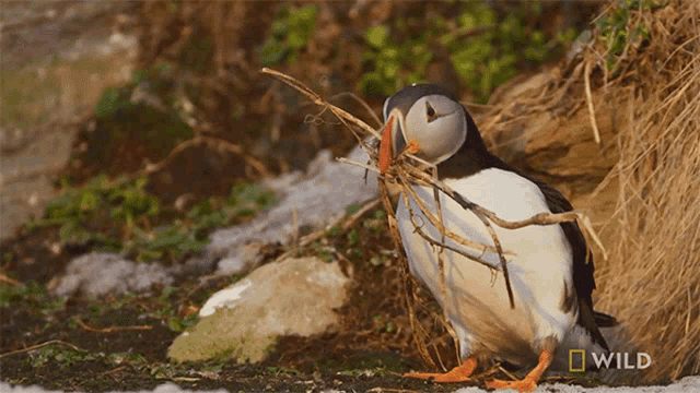Bird Making Nest GIFs | Tenor
