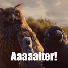 Aaaaa Lter Crow GIF - Aaaaa Lter Crow Owl GIFs