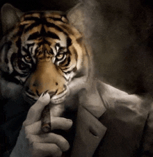 Tiger Smoking Blunt Stare GIF - Tiger Smoking Blunt Tiger Stare GIFs