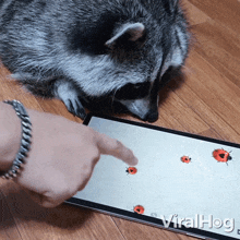 Teaching A Raccoon How To Play Games Viralhog GIF - Teaching A Raccoon How To Play Games Raccoon Viralhog GIFs