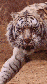 a close up of a tiger walking on a dirt path