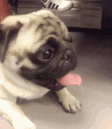 Pug Tongue GIF - Pug Tongue Cute GIFs