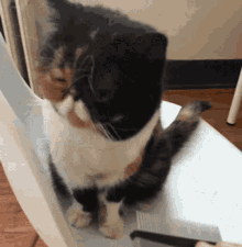 Combing Cat GIF - Combing Cat Cute GIFs