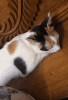 Cat Sleep GIF - Cat Sleep Wake Up GIFs