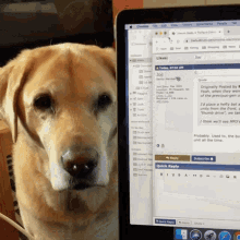 Dog Hey You GIF - Dog Hey You Pay Attention To Me GIFs