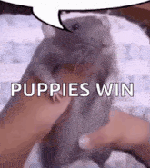 a person is holding a small rat in their hands with a speech bubble that says `` puppies win '' .