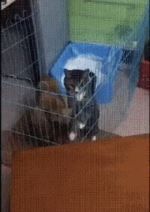 cat dog escape