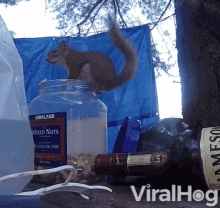 Squirrel Nuts GIF - Squirrel Nuts Eating GIFs