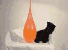 Balloon Cat GIF