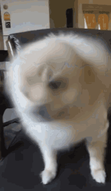 Spin Dog GIF - Spin Dog GIFs
