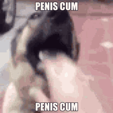 Penis Cum Dog GIF - Penis Cum Dog Whats Is Dog Want GIFs