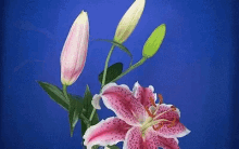 Blooming Flowers GIF - Blooming Flowers GIFs