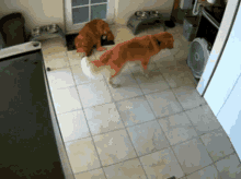 Scared Dogs GIF - Scared Dogs Golden Retriever GIFs