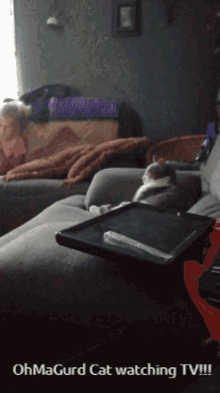 Ohmagurd Cat Watching Tv GIF - Ohmagurd Cat Watching Tv GIFs