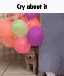 cry about it dog balloon blackchan