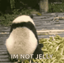 Jealous Jealous Panda GIF - Jealous Jealous Panda I Am Not Jelly GIFs