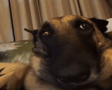 My Honest Reaction Dog GIF - My honest reaction My Honest